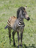 Young Burchell's or Common Zebra, Equus Burchellii, on the Savanna of East Africa Photographic Print by Arthur Morris