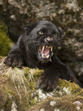 Leopard or Black Panther Snarling (Panthera Pardus) Photographic Print by Joe McDonald