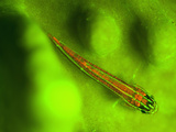 Coral Goby (Only About 2.5cm Long) Perched On Top of A Coral To Feed And Fluorescing Strongly Photographic Print by Louise Murray