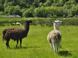 Llamas (Lama Glama) Guarding Sheep in a Pasture, Southwest Oregon, USA Photographic Print by Robert & Jean Pollock