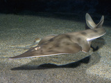 Shovelnose Guitarfish (Rhinobatos Productus), San Diego, California, Pacific Ocean Photographic Print by Andy Murch