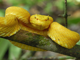 Eyelash Pit Viper with Yellow Coloration (Bothriechis Schlegelii), Cahuita National Park Photographie par Thomas Marent
