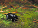 Forest Dung Beetle (Geotrupes Stercorosus), Estonia Photographic Print by Heiti Paves