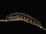 Life Stage Sequence for Caterpillar (Memphis Proserpina) Photographic Print by Jeffrey Miller
