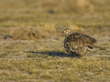 Male Greater Sage-Grouse (Centrocercus Urophasianus) Photographie par Jack Milchanowski
