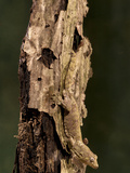 Giant Gecko (Rhacodactylus Chahoua), New Caledonia, Captivity Photographic Print by Joe McDonald