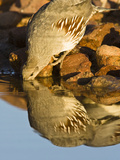Gambel's Quail Drinking at a Desert Waterhole (Callipepla Gambelii), Southwestern USA Photographic Print by Joe McDonald