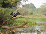Anhinga (Anhinga Anhinga), Perched on a Tree, Pantanal, Brazil, South America Photographic Print by Mary Ann McDonald