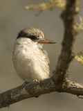 Striped Kingfisher, Halcyon Chelicuti, Africa Photographie par Joe McDonald