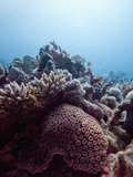 Orange and Red Fluorescent Pigments are Visible on the Reef Below 15 Meters Depth Photographic Print by Louise Murray