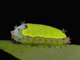 Yellow Backed Caterpillar (Acharihorrida) Photographie par Jeffrey Miller