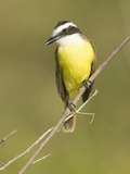 Great Kiskadee Flycatcher (Pitanga Sulphuratus), Southwestern North America Photographie par Joe McDonald