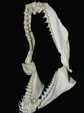 Jaw of a Sand Tiger or Gray Nurse Shark (Carcharias Taurus) Photographic Print by Andy Murch