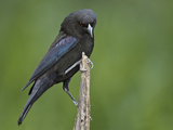 Male Bronzed Cowbird (Molothrus Aeneus) Showing Ruff, Cozad Ranch, Linn, Texas, USA Photographic Print by Arthur Morris