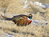 Ring-Necked Pheasant (Phasianus Colchicus), Montana, USA Photographic Print by Neal Mischler