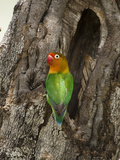 Fischer's Lovebird at its Nest Hole in a Tree Trunk (Agapornius Fischeri) Seregenti, Tanzania Photographie par Mary Ann McDonald