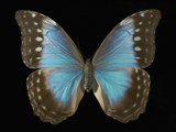 Adult Female Blue Morpho Butterfly (Morpho Amathonte) Photographie par Jeffrey Miller
