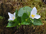 Pacific Trillium (Trillium Ovatum) Opening in the Spring, Cascade Range, Southwest Oregon, USA Photographic Print by Robert & Jean Pollock