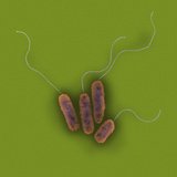 Pseudomonas Aeruginosa Bacteria are Opportunistic Pathogens Photographic Print by George Musil