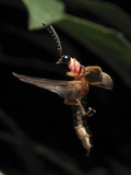 Eastern Firefly Flying (Photinus Pyralis), USA Photographic Print by Terry Priest