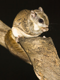 Northern Flying Squirrel (Glaucomys Sabrinus), North America Photographic Print by Joe McDonald