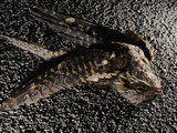 A Nightjar (Caprimulgus Europaeus) Killed by Cars, Europe Photographic Print by Fabio Pupin