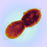 Streptococcus Salivarius Bacteria, TEM X51,600 Photographic Print by George Musil