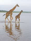 Adult and Young Masai Giraffe, Giraffa Camelopardalis, Walking in Lake Ndutu, Serengeti, Tanzania Photographic Print by Fritz Polking