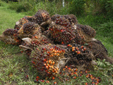 Harvested Oil Palm Fruits, Sabah, Borneo, Malaysia Photographic Print by Thomas Marent