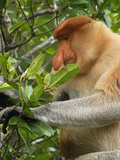 Male Proboscis Monkey Eating Leaves (Nasalis Larvatus), Sabah, Borneo, Malaysia Photographic Print by Thomas Marent