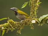 Buff-Throated Saltator (Saltator Maximus), Costa Rica Photographie par Joe McDonald