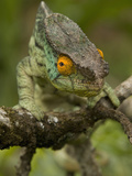 Parsons Chameleon (Calumma Parsonii) Photographic Print by Joe McDonald