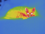 Thermogram - Cat Photographic Print by Chuck Swartzell