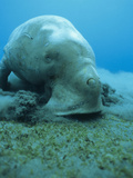 Dugong (Dugong Dugon) Feeding on Sea Grass Photographie par Louise Murray