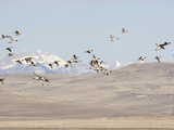 Pintail Ducks (Anas Acuta), Rocky Mountains, Montana, USA Photographic Print by Neal Mischler