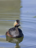 Eared Grebe in Breeding Plumage (Podiceps Caspicus), Montana, USA Photographie par Neal Mischler