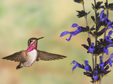 Calliope Hummingbird (Stellula Calliope) Male Flying at Salvia (Salvia Guaranitica) Photographic Print by Jack Milchanowski