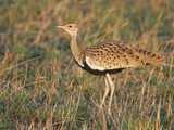 Hartlaub's Bustard, Lissotis Hartlaubii, Maasai Mara, Kenya, Africa Photographic Print by Arthur Morris