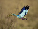 Lilac-Breasted Roller (Coracias Caudata), Masai Mara Game Reserve, Kenya, Africa Photographie par Mary Ann McDonald