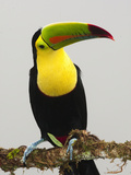 Keel-Billed Toucan Adult in Breeding Plumage (Ramphastos Sulfuratus), Laguana Del Lagarto Photographie par Mary Ann McDonald