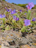La Gomera Gecko (Tarentola Gomerensis), La Gomera, Canary Islands Photographic Print by Fabio Pupin