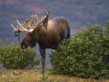 Bull Moose (Alces Alces), Denali National Park, Alaska, USA Photographic Print by Joe McDonald