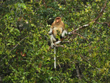 Male Proboscis Monkey (Nasalis Larvatus), Tanjung Puting National Park, Kalimantan,  Sabah Photographic Print by Thomas Marent