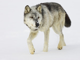 Gray Wolf (Canis Lupus) Walking in the Snow, Northern Minnesota, USA Photographic Print by Jack Milchanowski