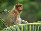 Proboscis Monkey (Nasalis Larvatus), Sabah, Borneo, Malaysia Photographic Print by Thomas Marent