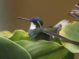 Gray-Tailed Mountain-Gem Hummingbird (Lampornis Cinereicauda), Cierro La Muerte, Costa Rica Photographie par Thomas Marent