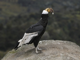 Male Andean Condor Perched on a Rock (Vultur Gryphus) Puracâ» National Park, Department Cauca Photographie par Thomas Marent