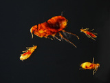 Fleas Photographic Print by Denis Palanque