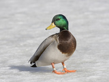 Male Mallard Duck (Anas Platyrhynchos), Montana, USA Photographic Print by Neal Mischler