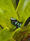 Green and Black Poison Dart Frog (Dendrobates Auratus), Costa Rica Photographie par Mary Ann McDonald